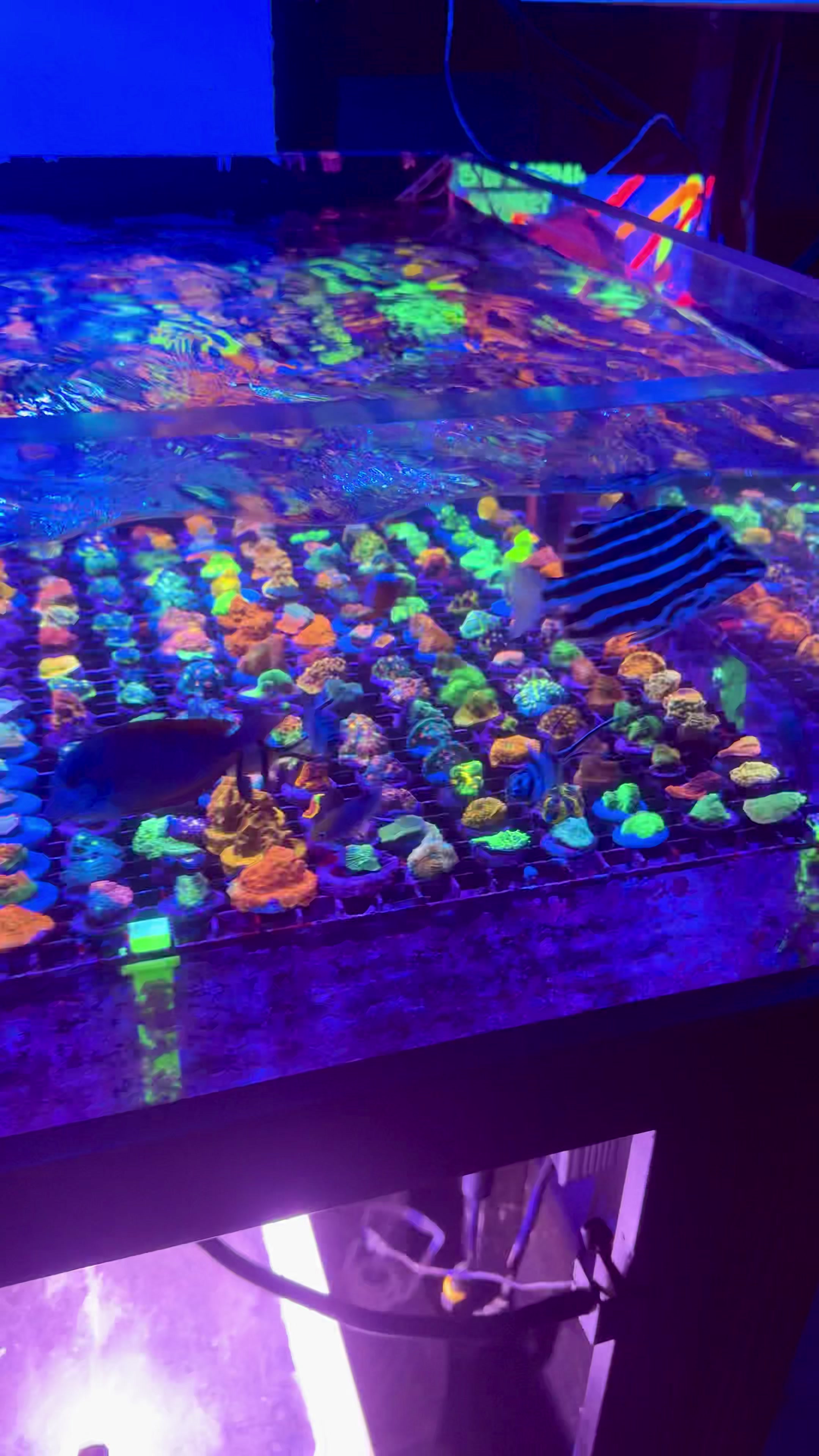 @Cali_Coral_Connect_hxa