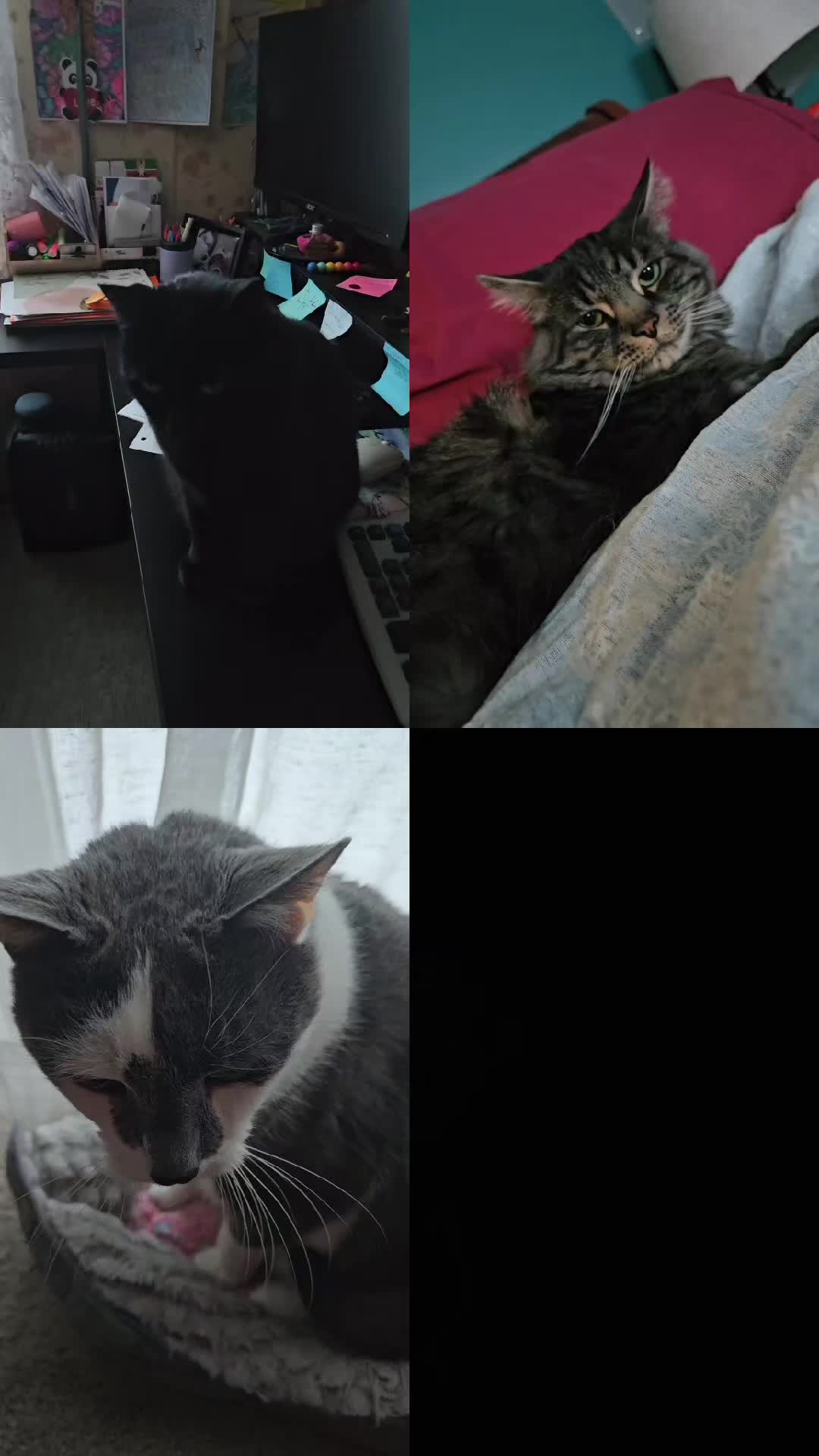@kitty