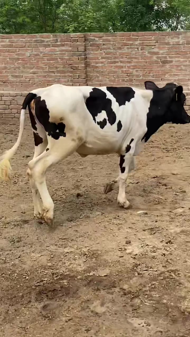 @Usmandairyfarmlayyah