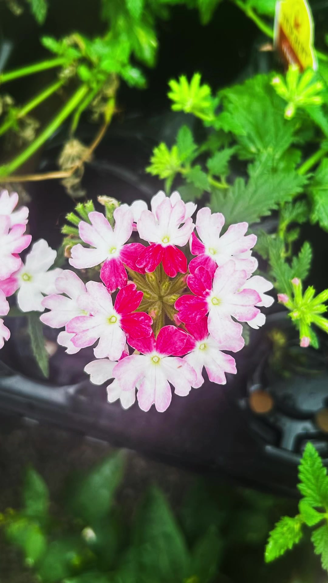 @DeadlyandGrowing 🎀🪶🪩🌸