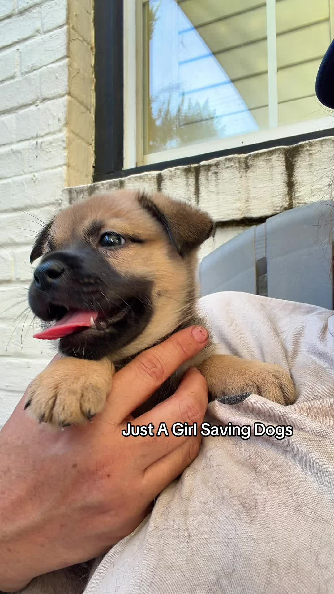 @Just A Girl Saving Dogs
