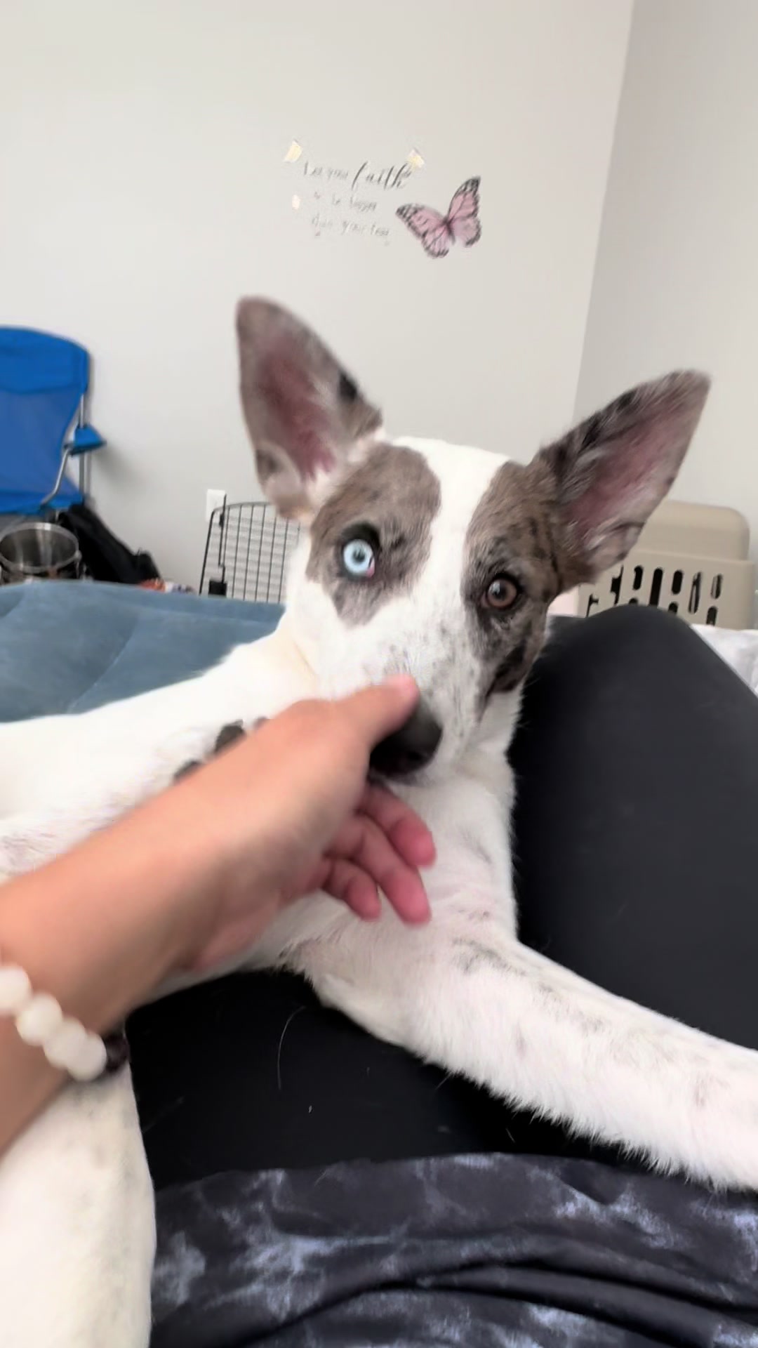 @tiffanysdiamonddogs