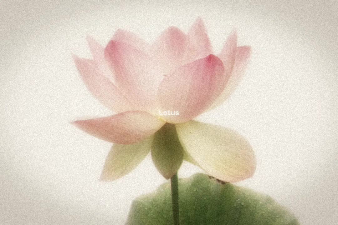 @๐ธโNINIX ·๐ทโ