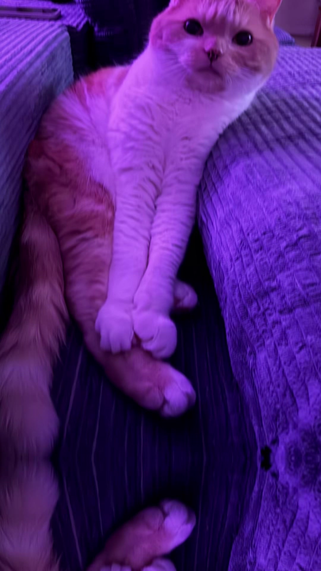 @mystic paws
