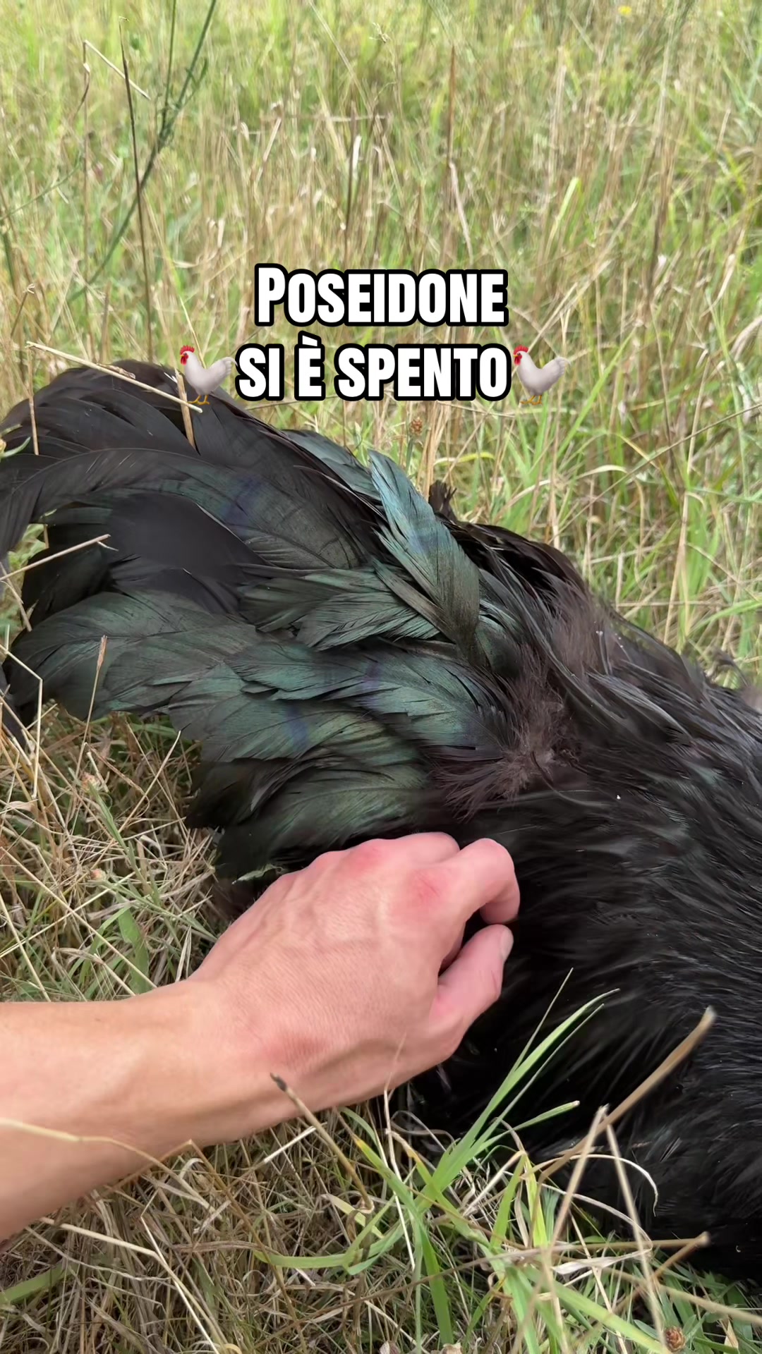 @AlbertoMaurizi