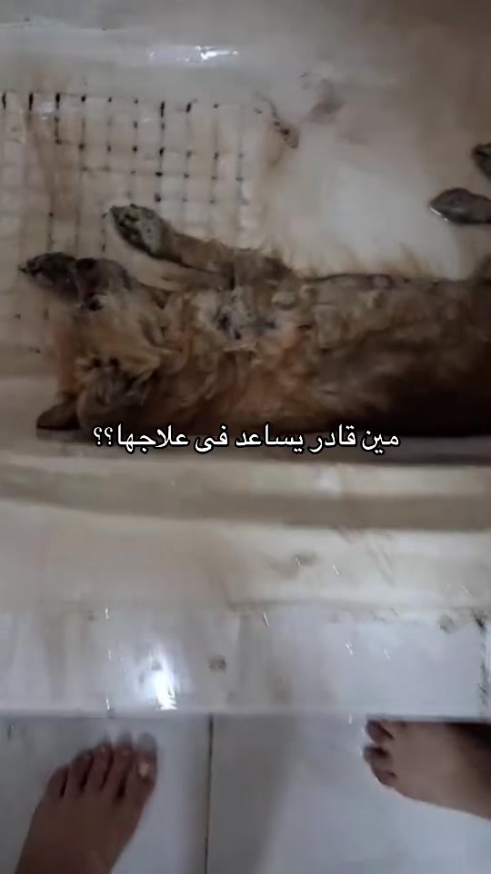 @mohammed and his cats😺