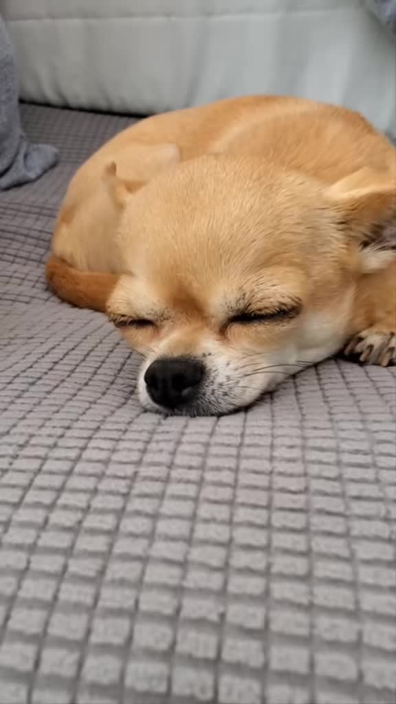 @bienchen der mini chihuahua