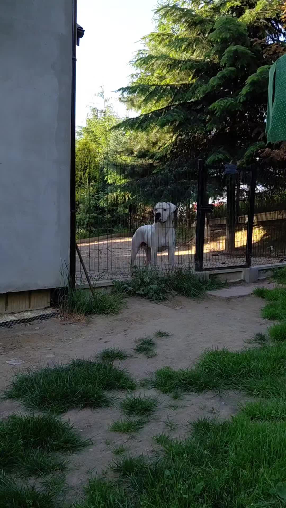 @Viola Trojan Dogo Argentino