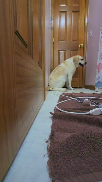@Ruby.The.English.Labrador