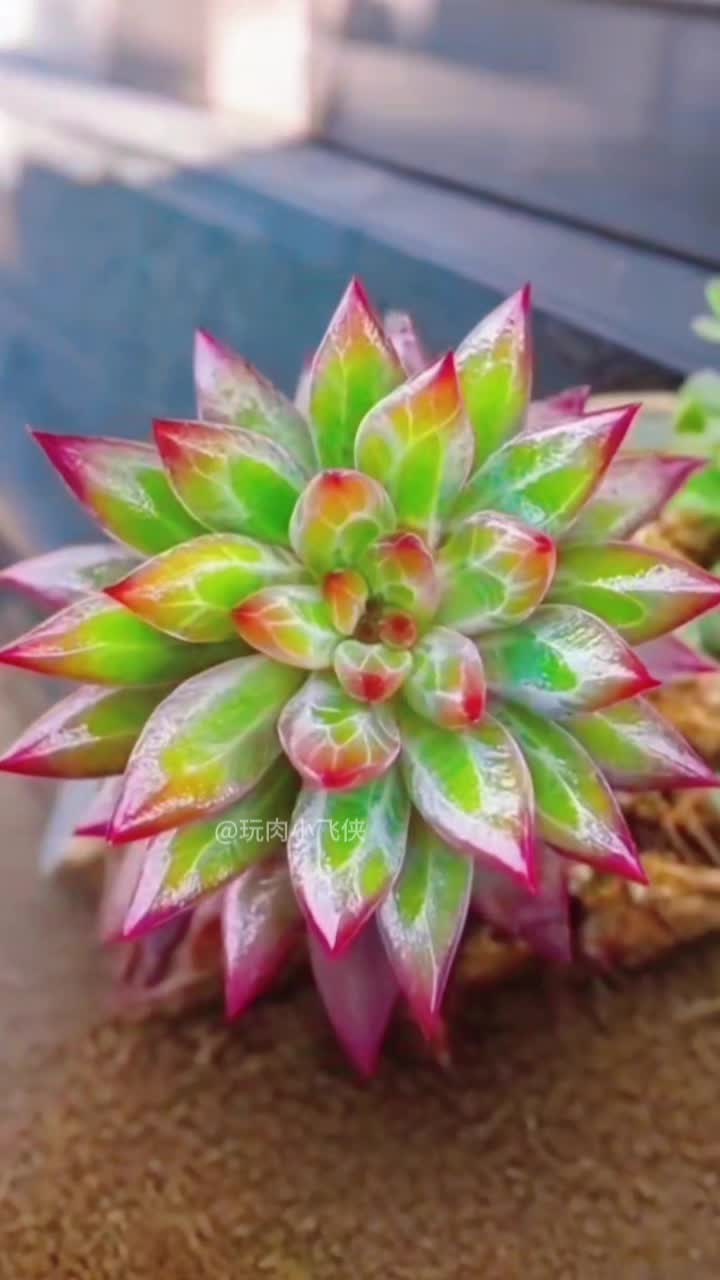 @LushSuccs
