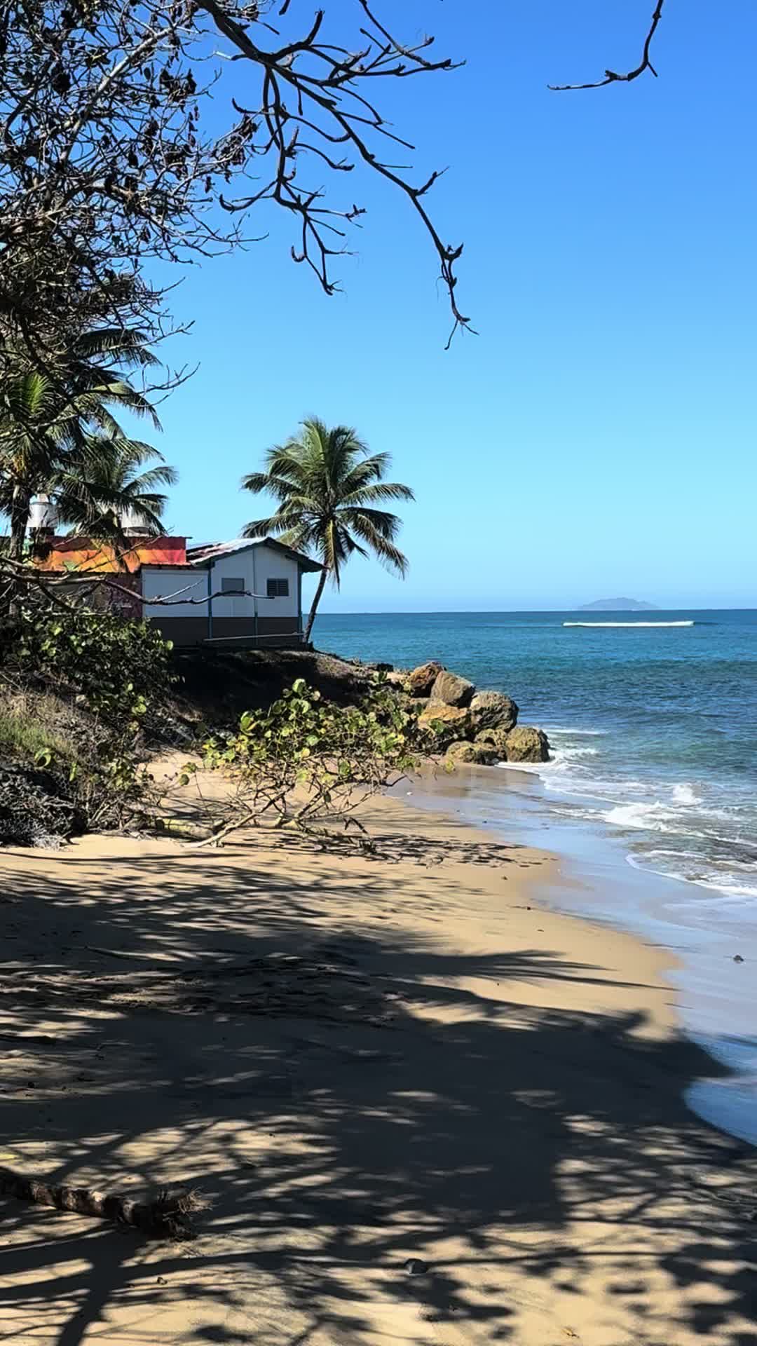 @🇵🇷 Torres 1981 🇵🇷