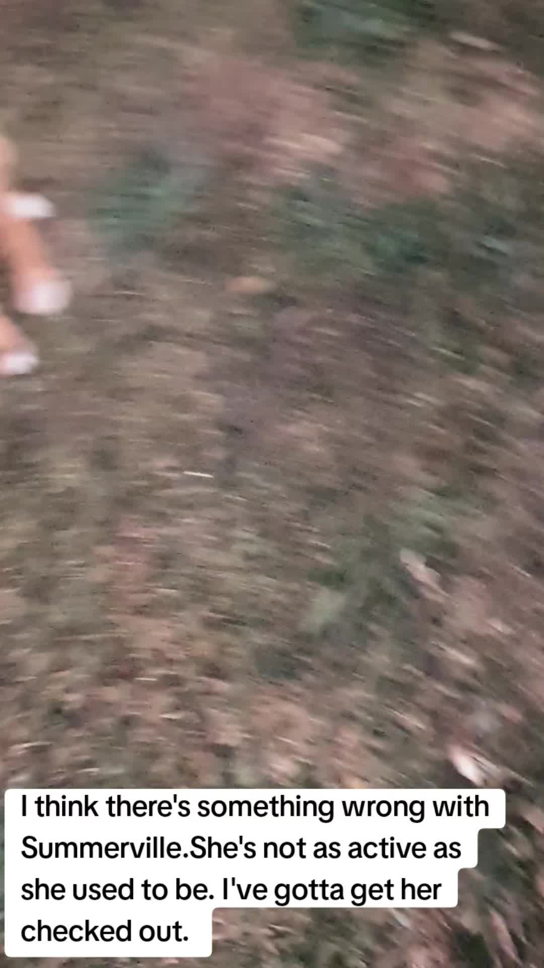 @LifeWithSummerAndShepherd