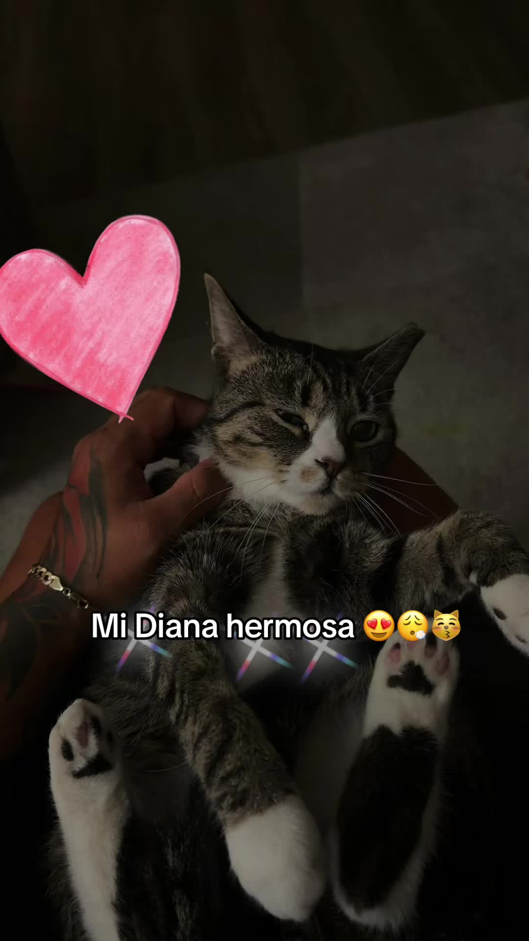 @✨ 𝓙𝓞𝓡𝓓𝓐𝓝 𝓙𝓐𝓥𝓘𝓔𝓡 ✨