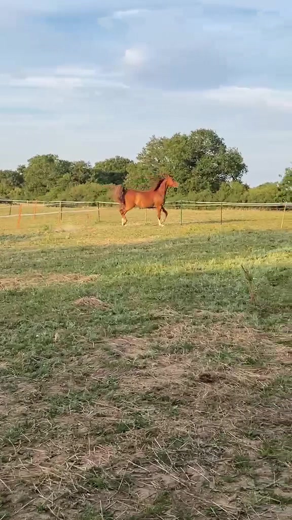 @fur kids 🦄🐴🐺🐺🐺🐺🐺🐺