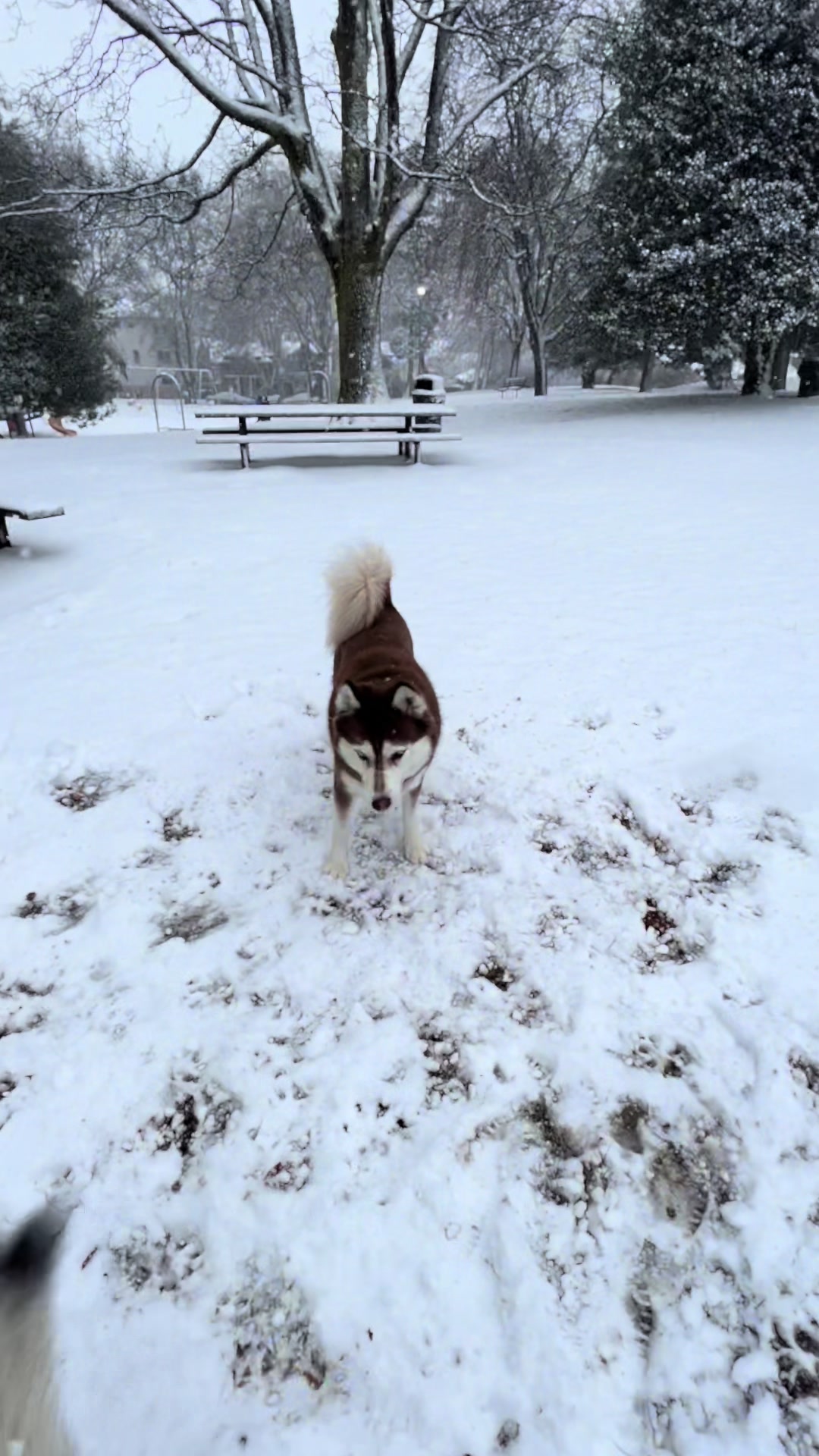 @wolfieworkingdogs