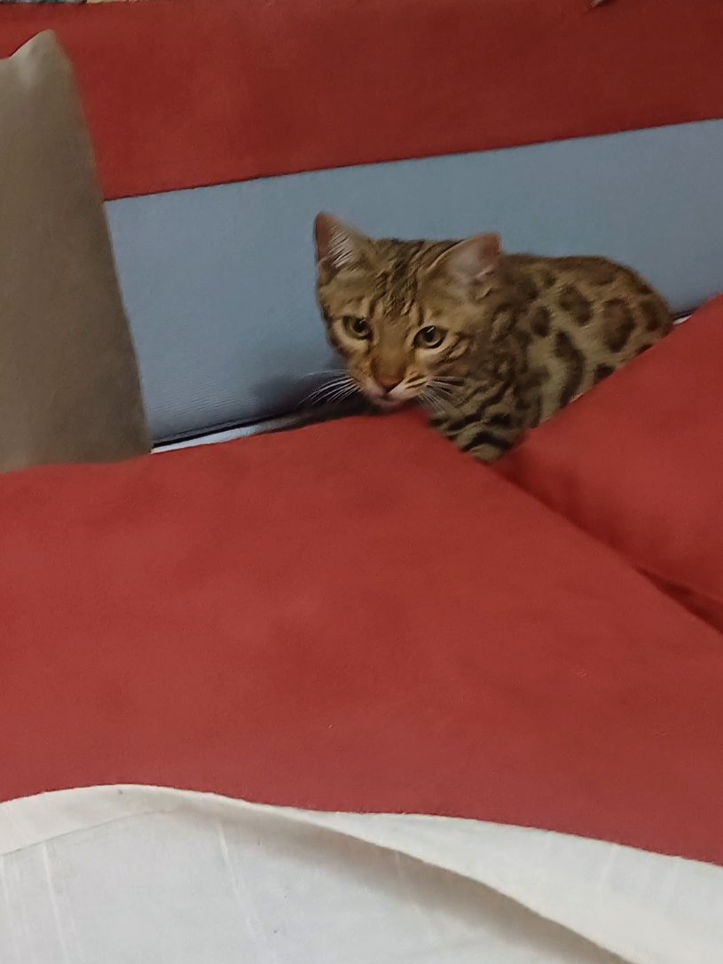 @Rio.supercat