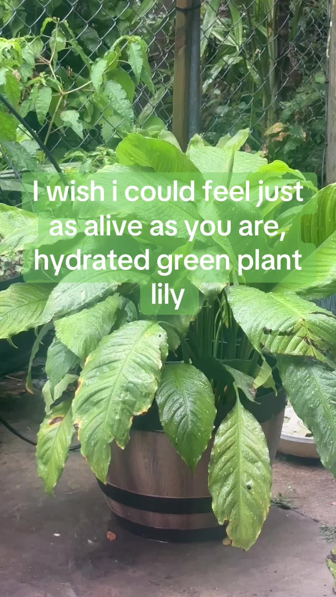 @hailz ⏾⋆.˚