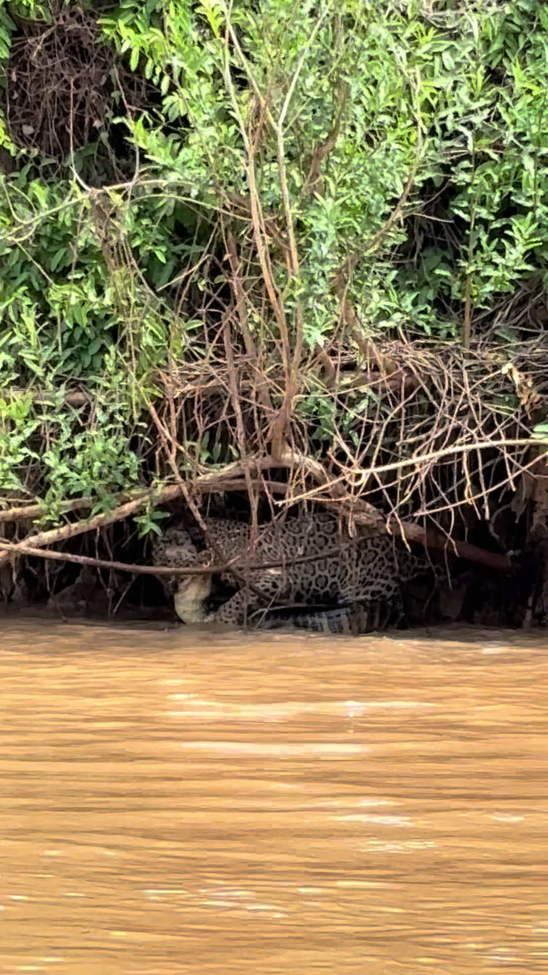 @Pantanal Brazil Safaris