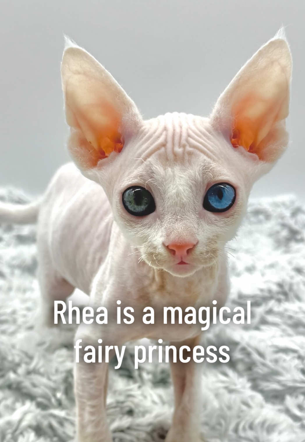 @Boba’s Buds Minskin Cats