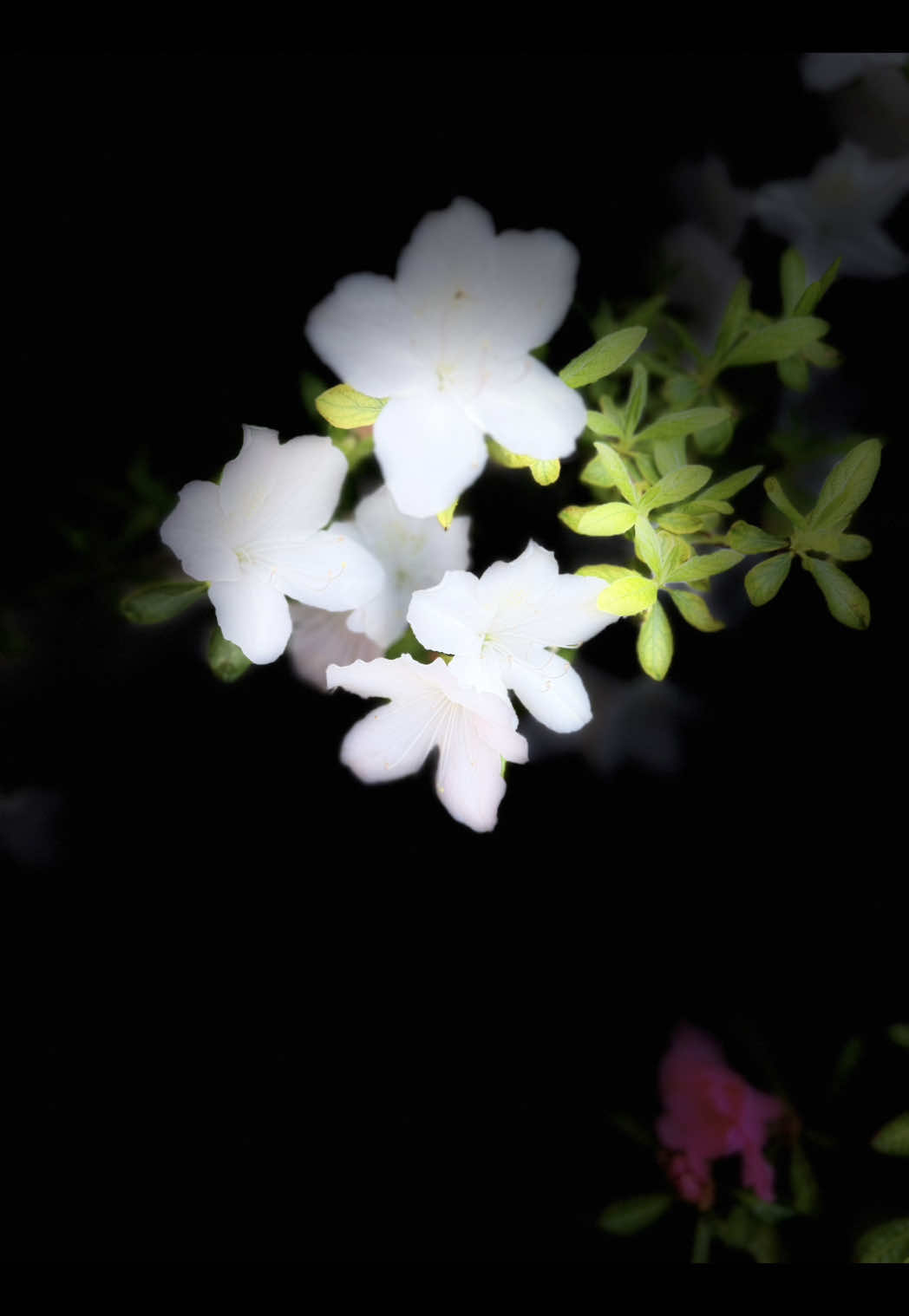 @๐๐พ๐น๐ฎ ๊จ