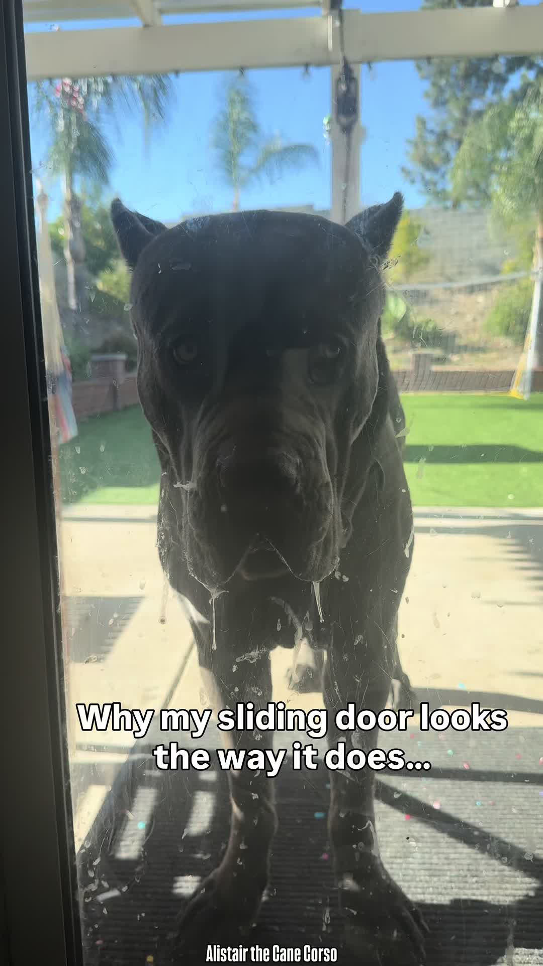 @Alistair the Cane Corso