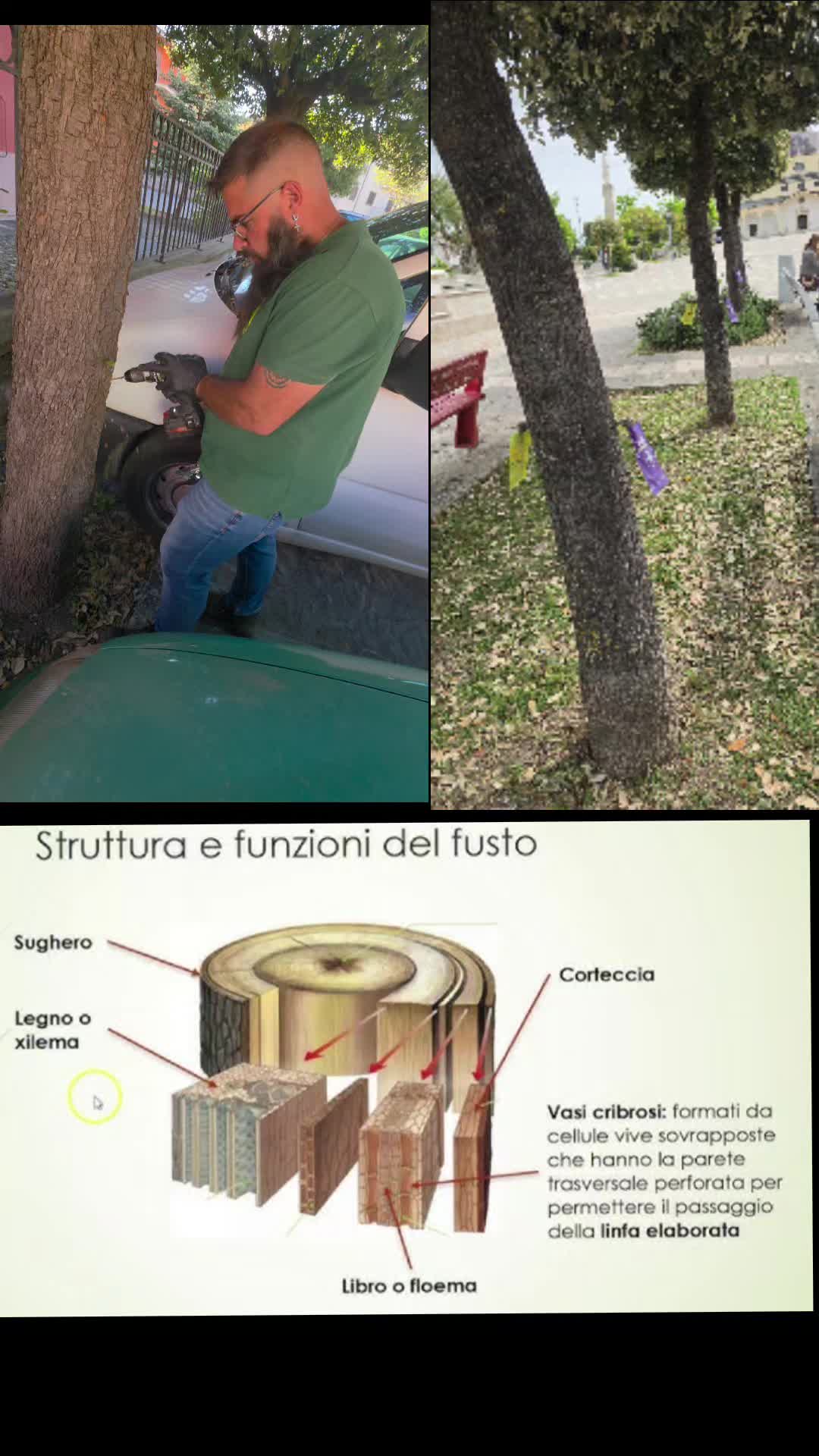 @#CENTROVERDELIONI