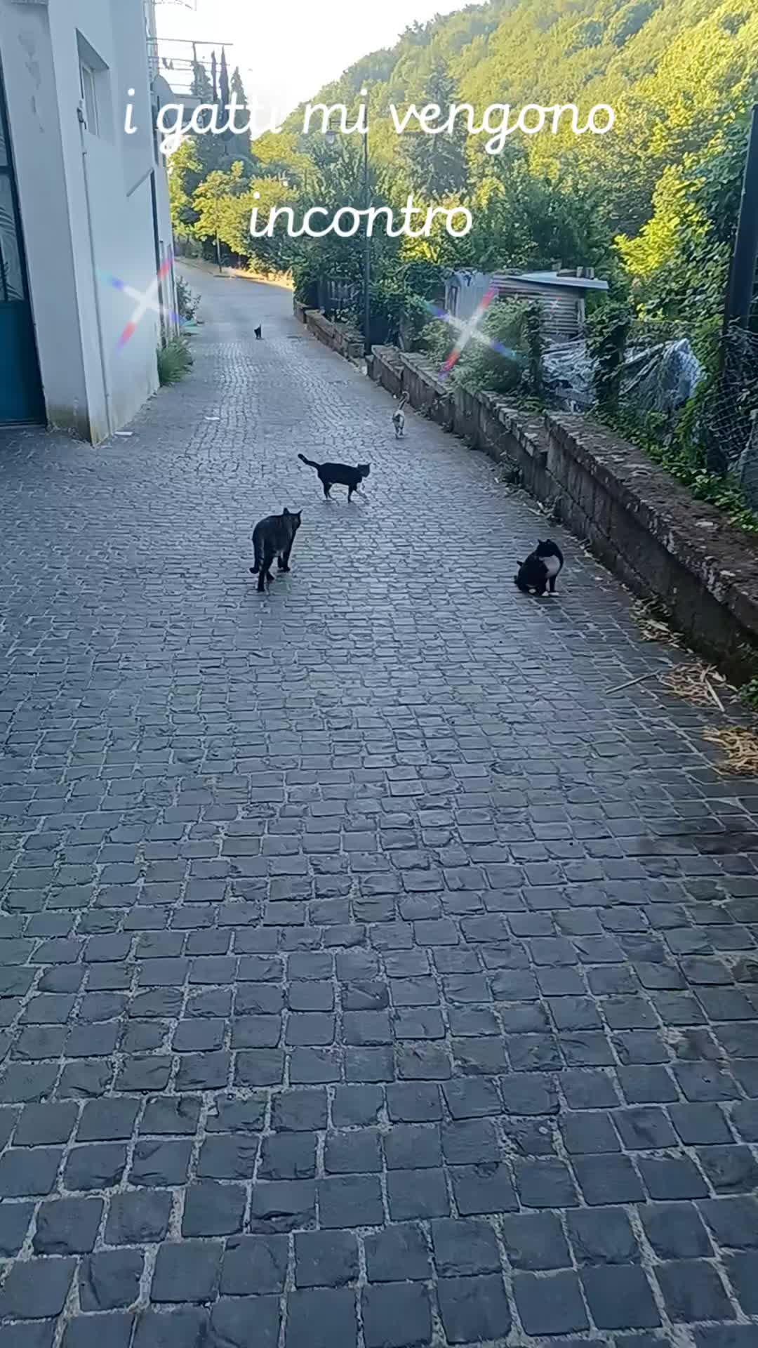 @amica dei gatti