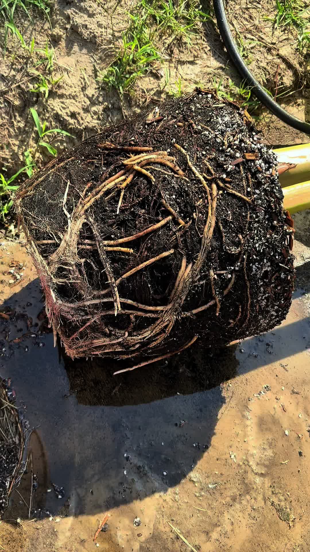 @Melanin Roots Gardener