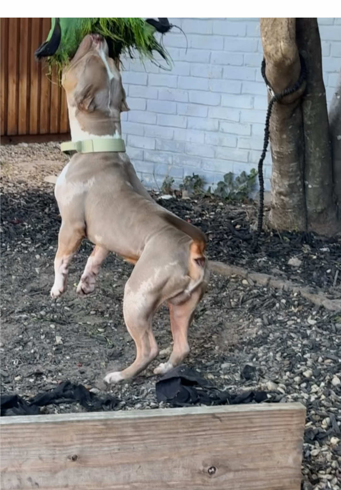 @Better Best Dog