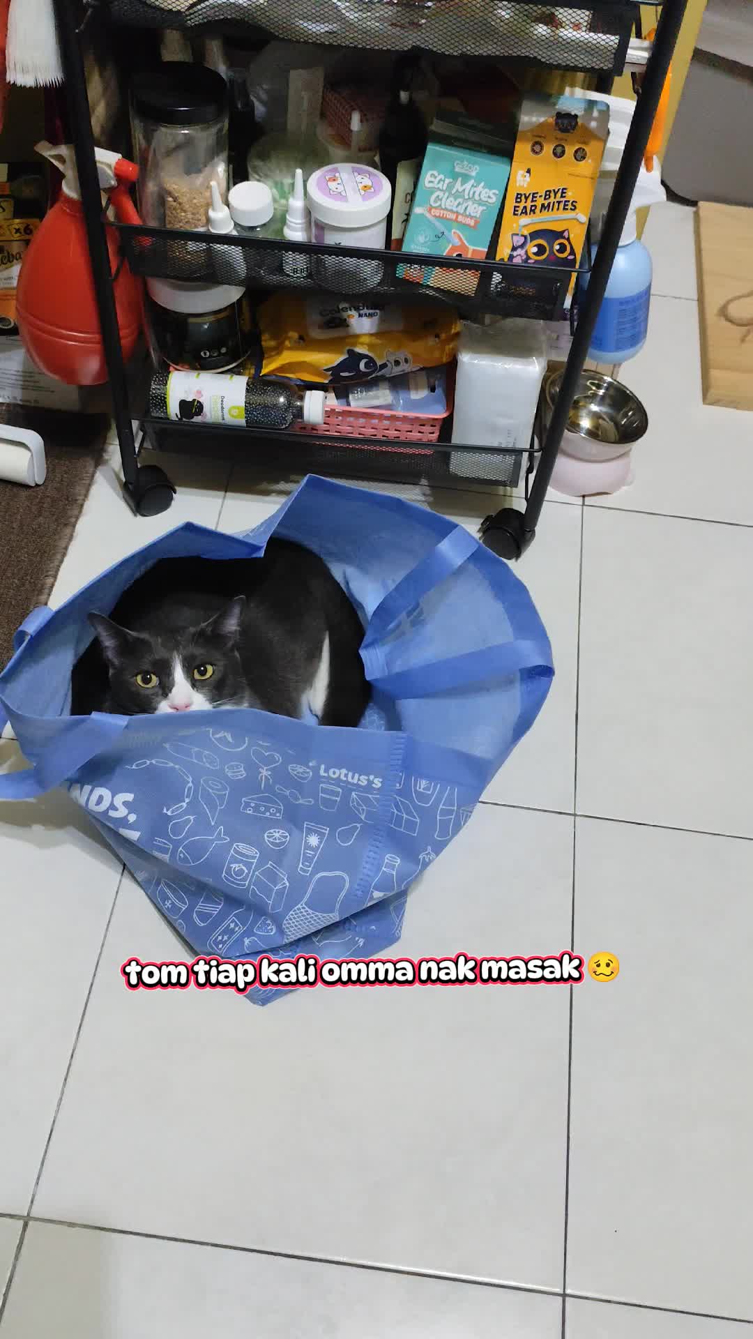 @Omma Kucing 🇲🇾🍉