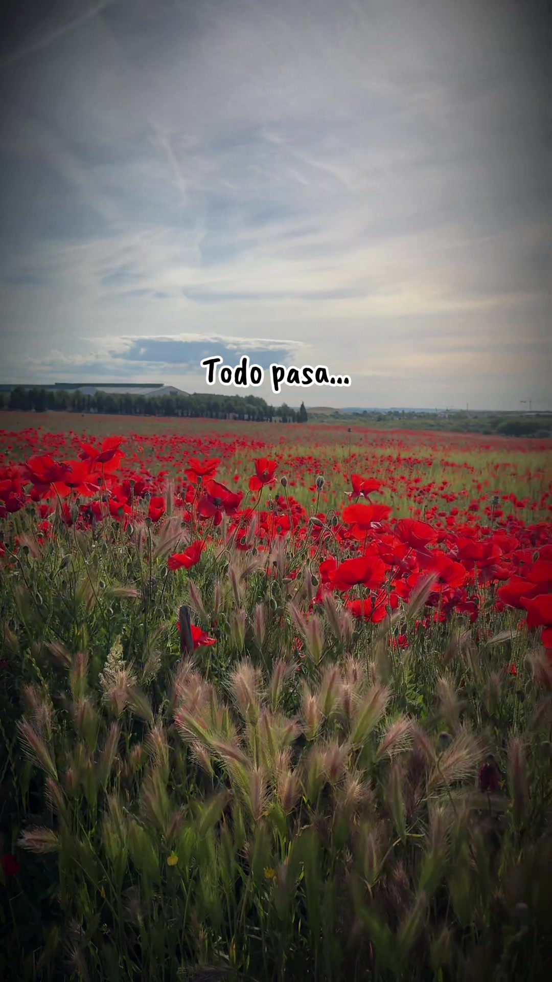 @🌺 𝓘𝓿𝓪𝓷𝓬𝓪 🌺