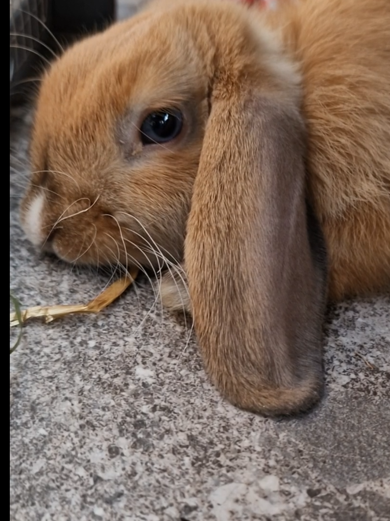 @Rabbit Gang