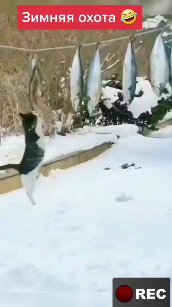 @Лариса
