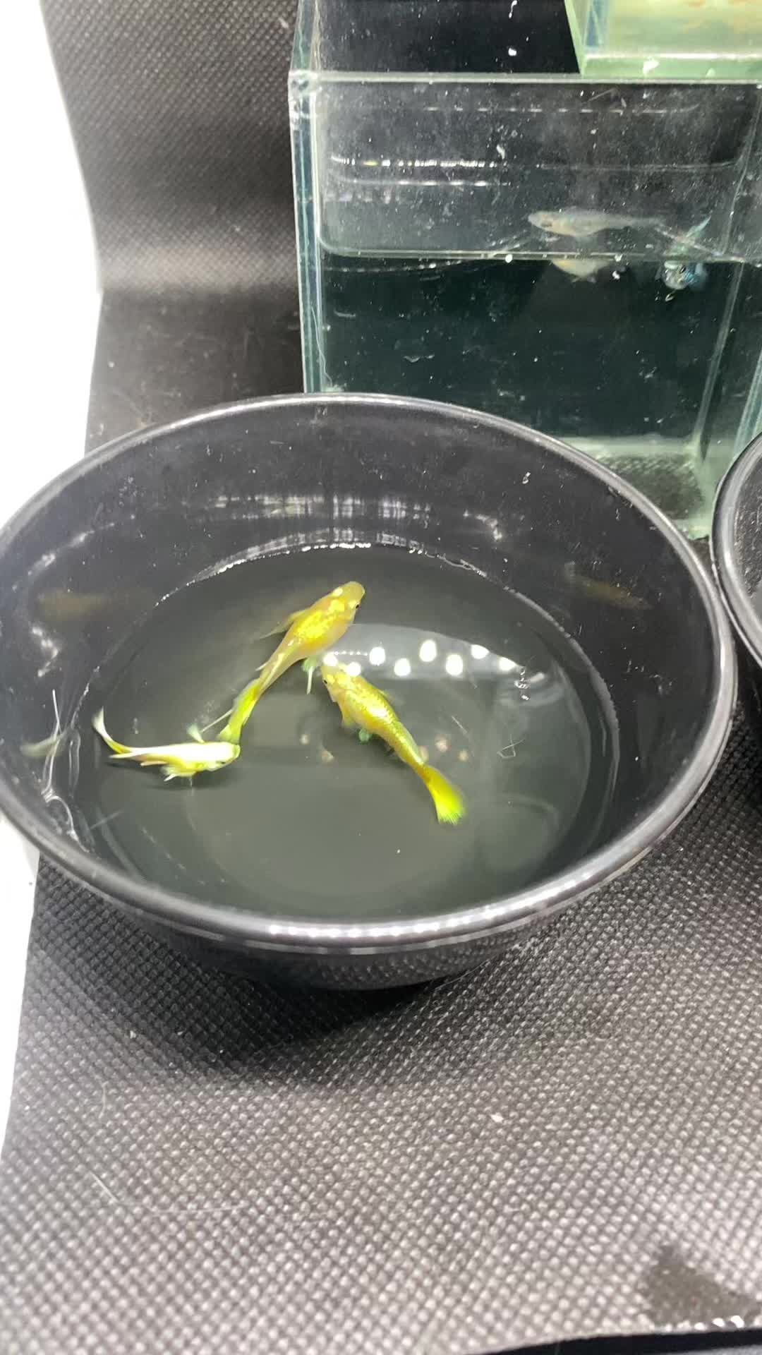 @RULL GUPPY??