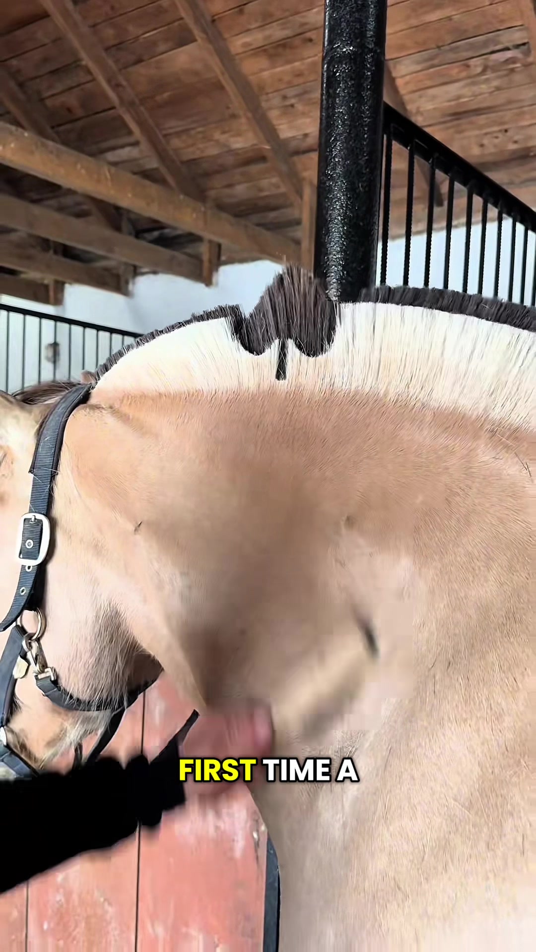 @HorseMaster