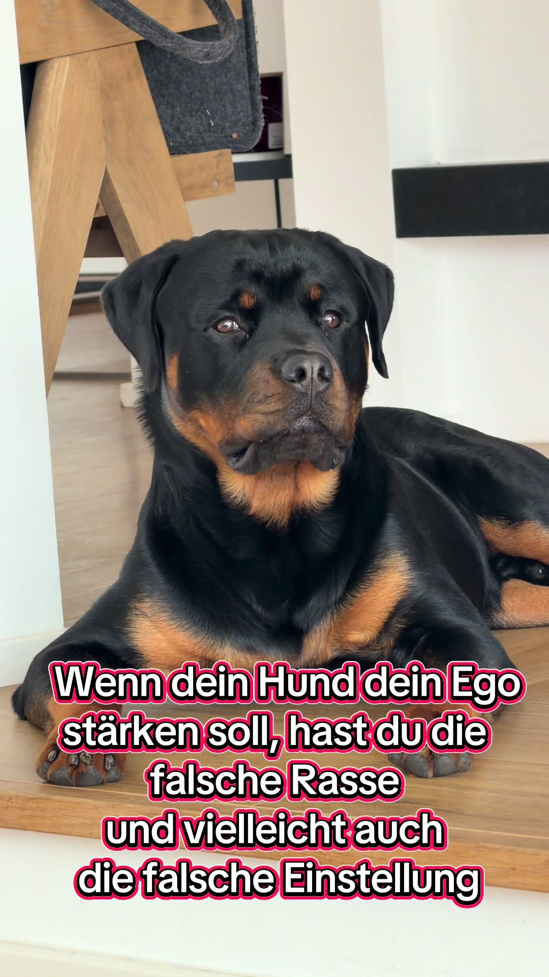 @JAGGER - the German Rottweiler