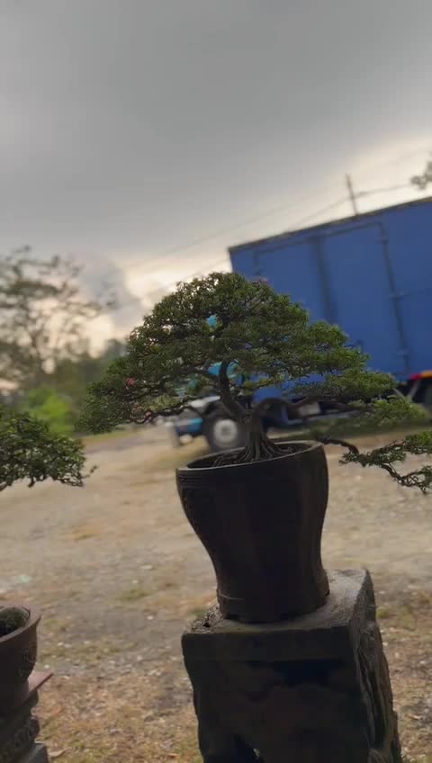 @ONE BONSAI JB