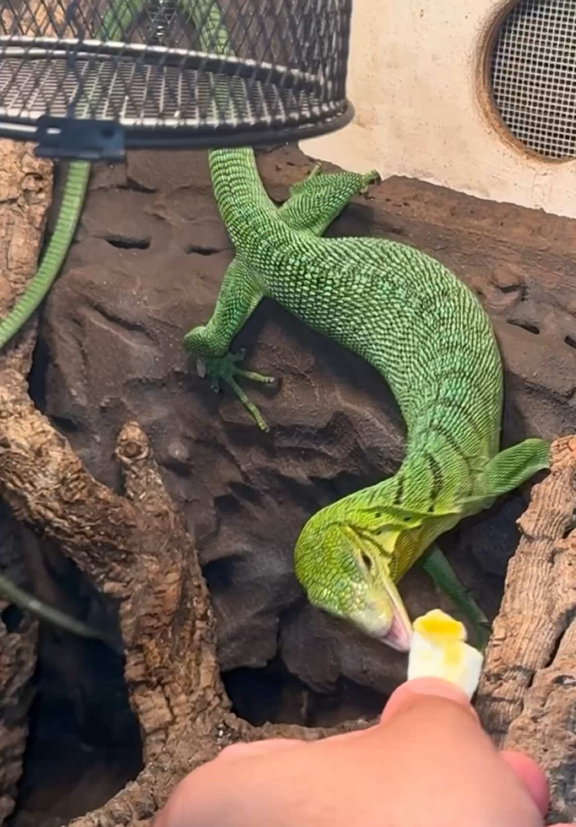 @Tommys_reptiles