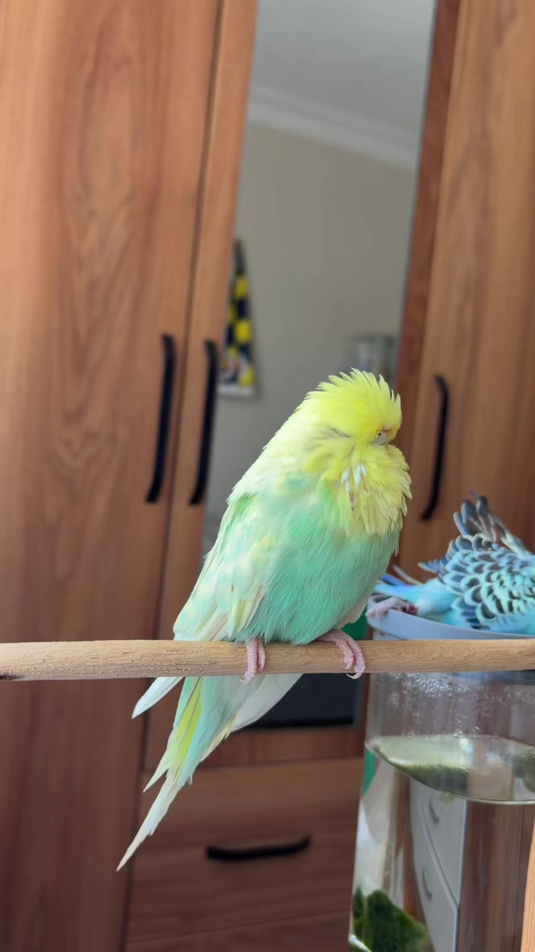 @bbb.budgie