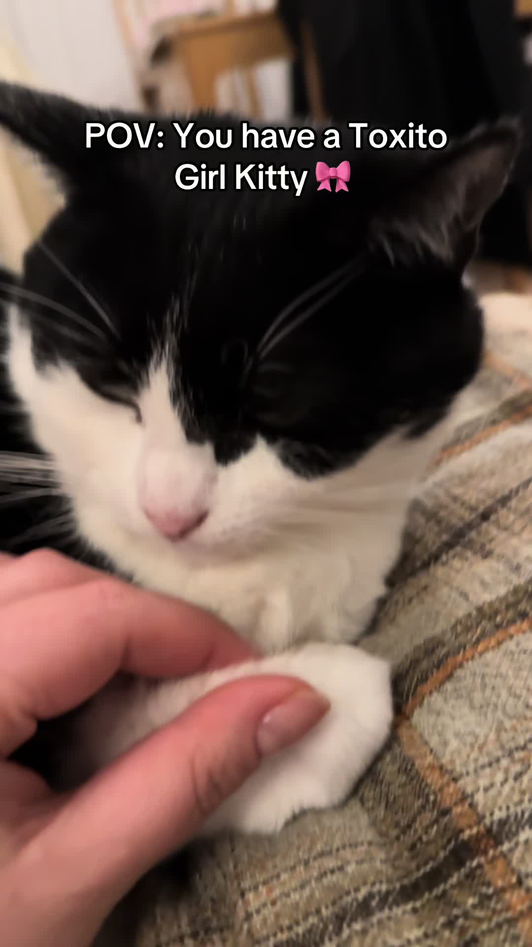 @Kobe the Kitty