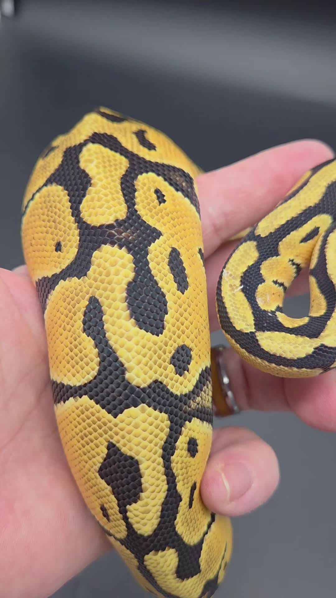 @Rikers Reptiles