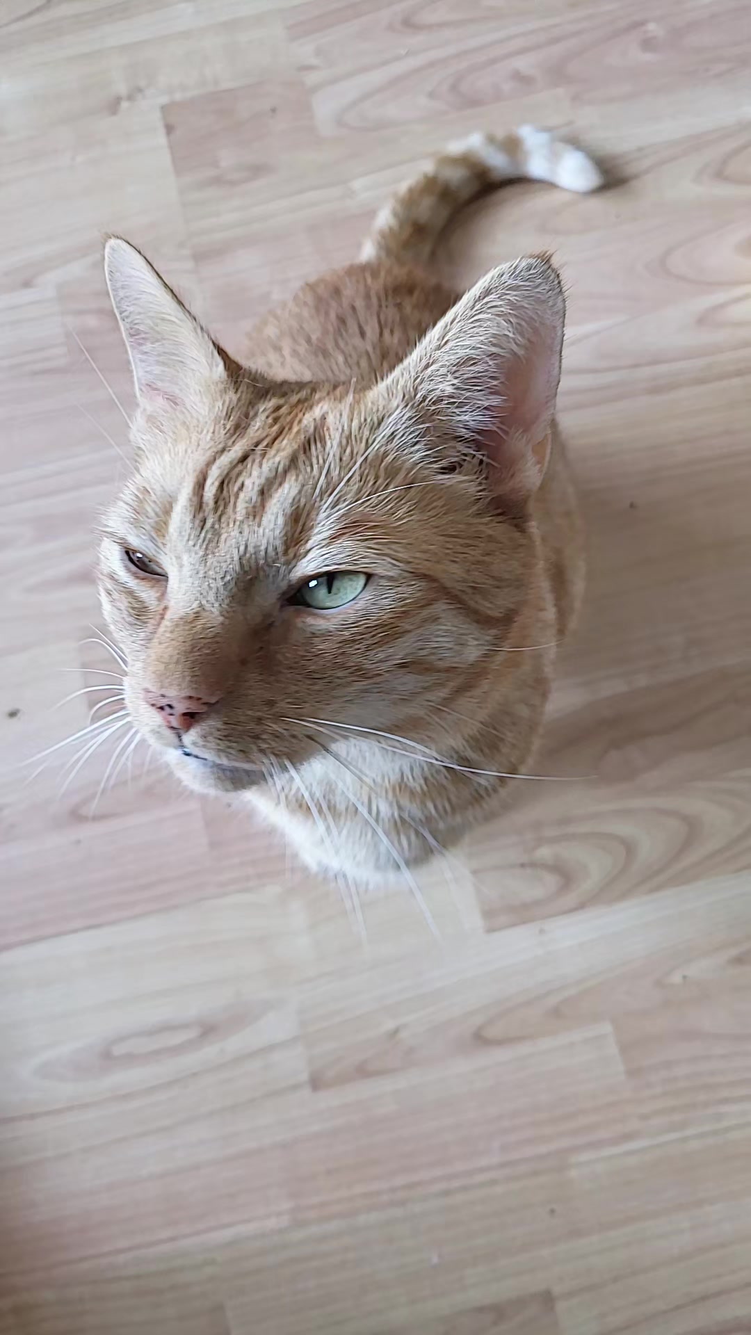 @😸 Alex 😸