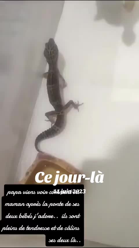 @Dodusaurus