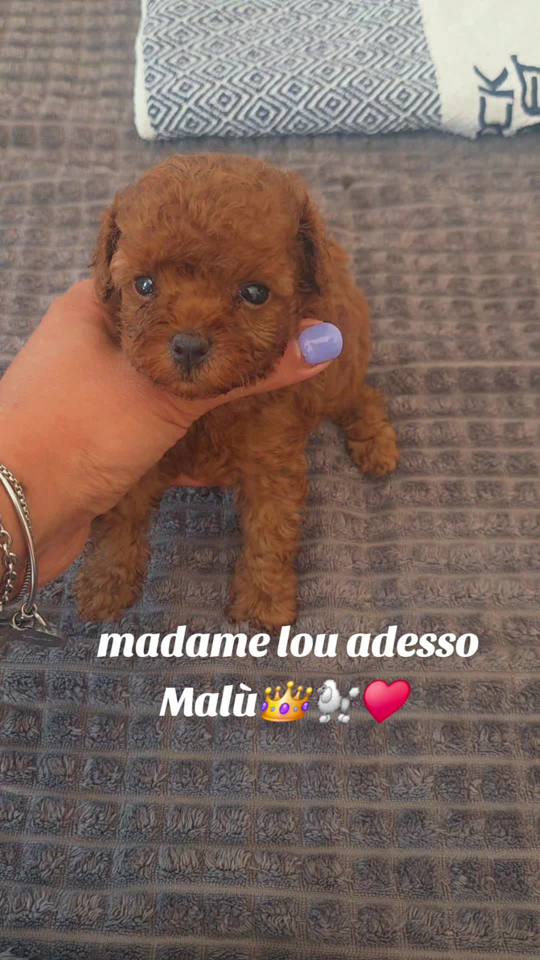 @CandyQueen👑🐩