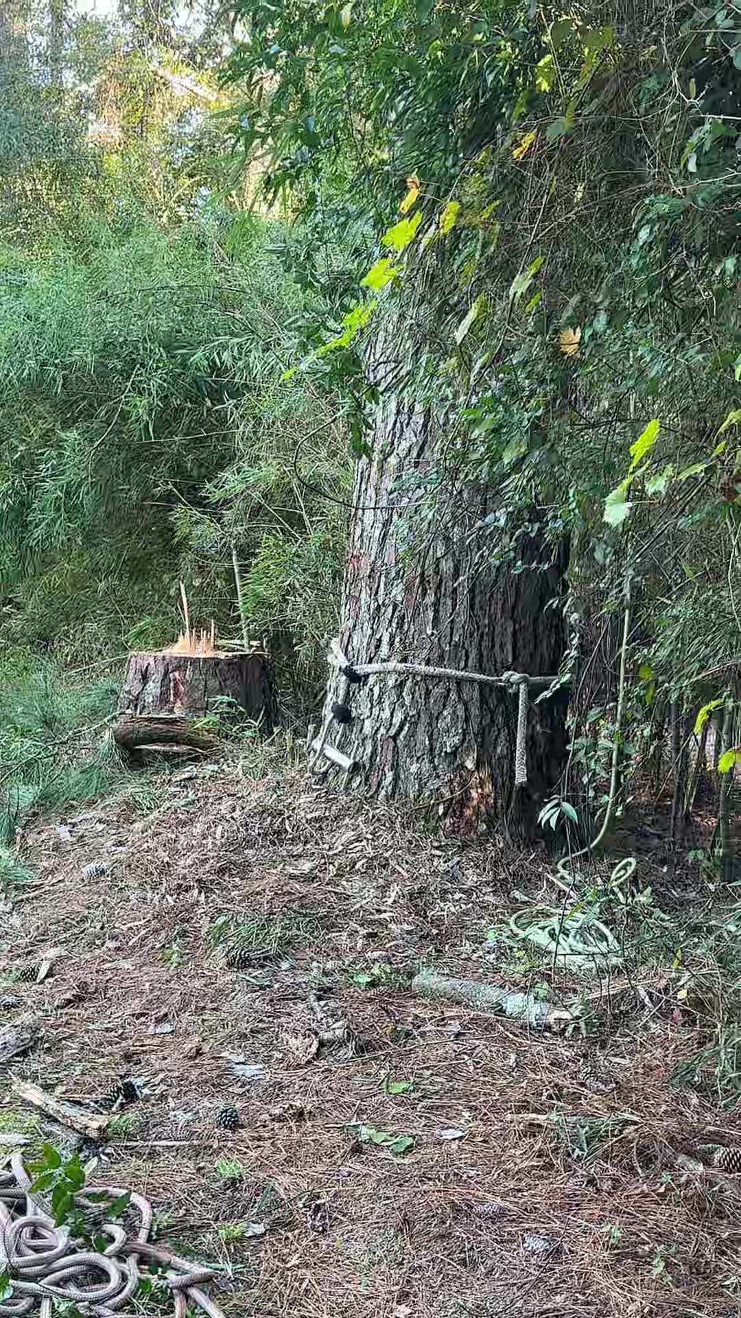 @El calentano de Michoacán 🇲🇽