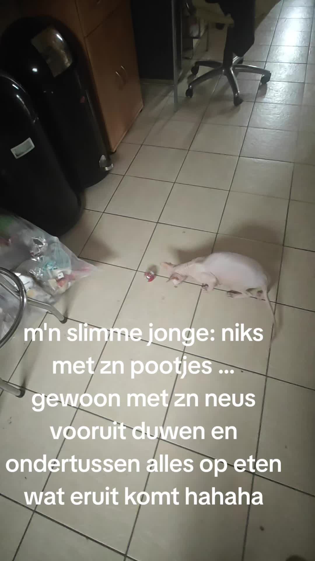 @NLLeeuw