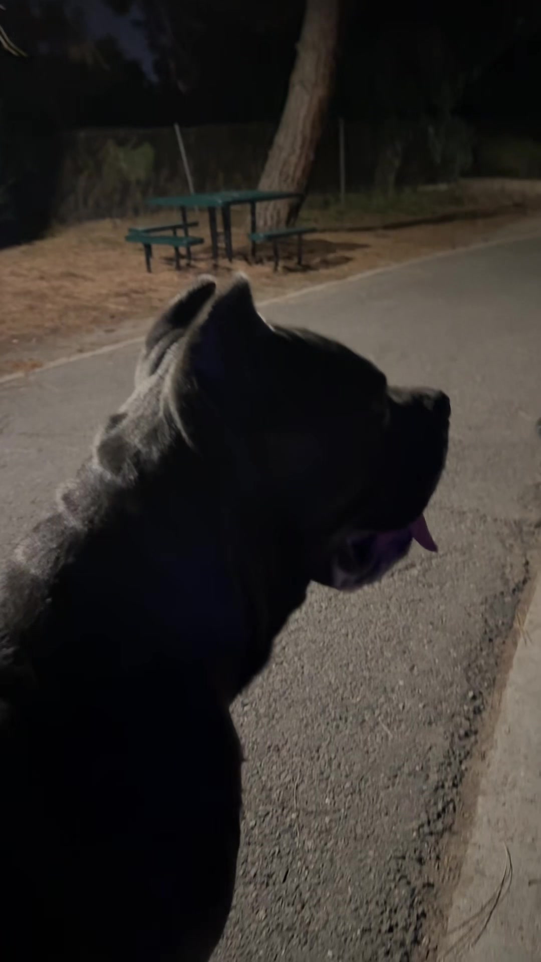 @noblepridecanecorso