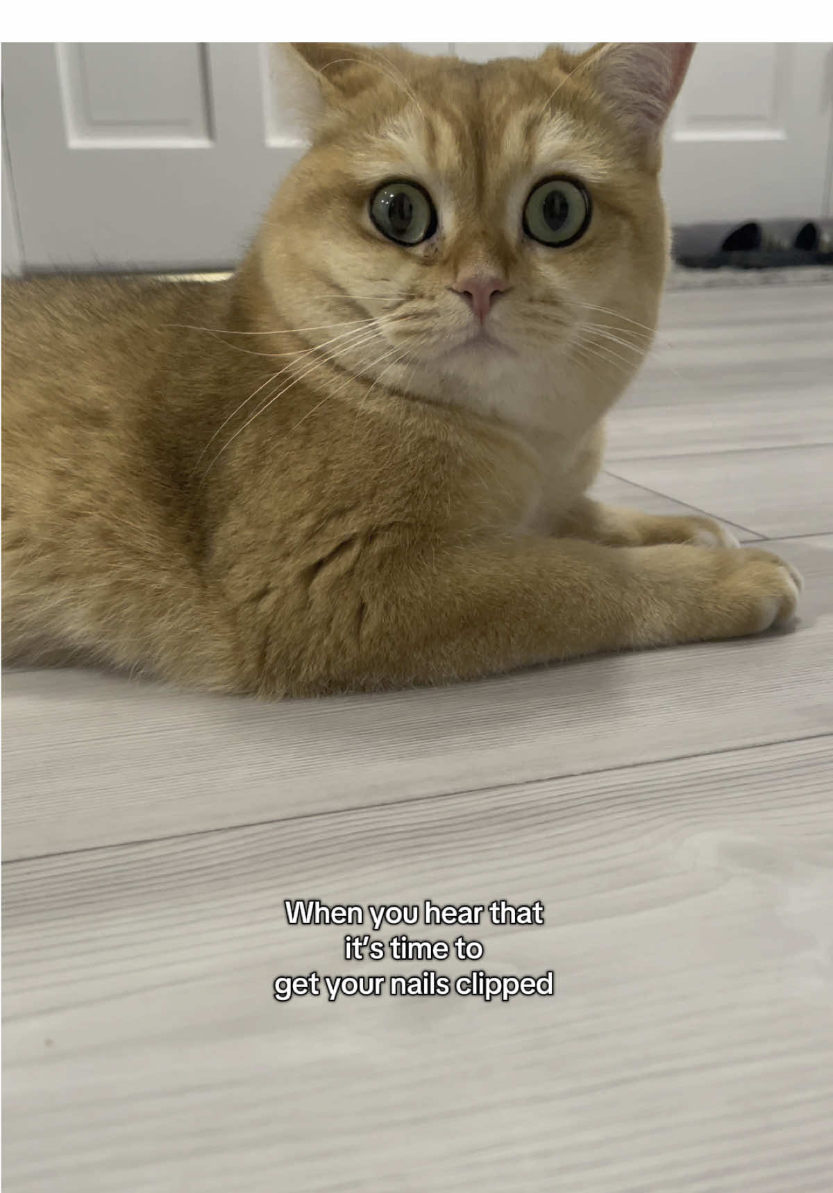 @tessie_cat_and_bert