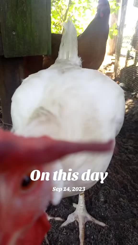 @Flhorselife772
