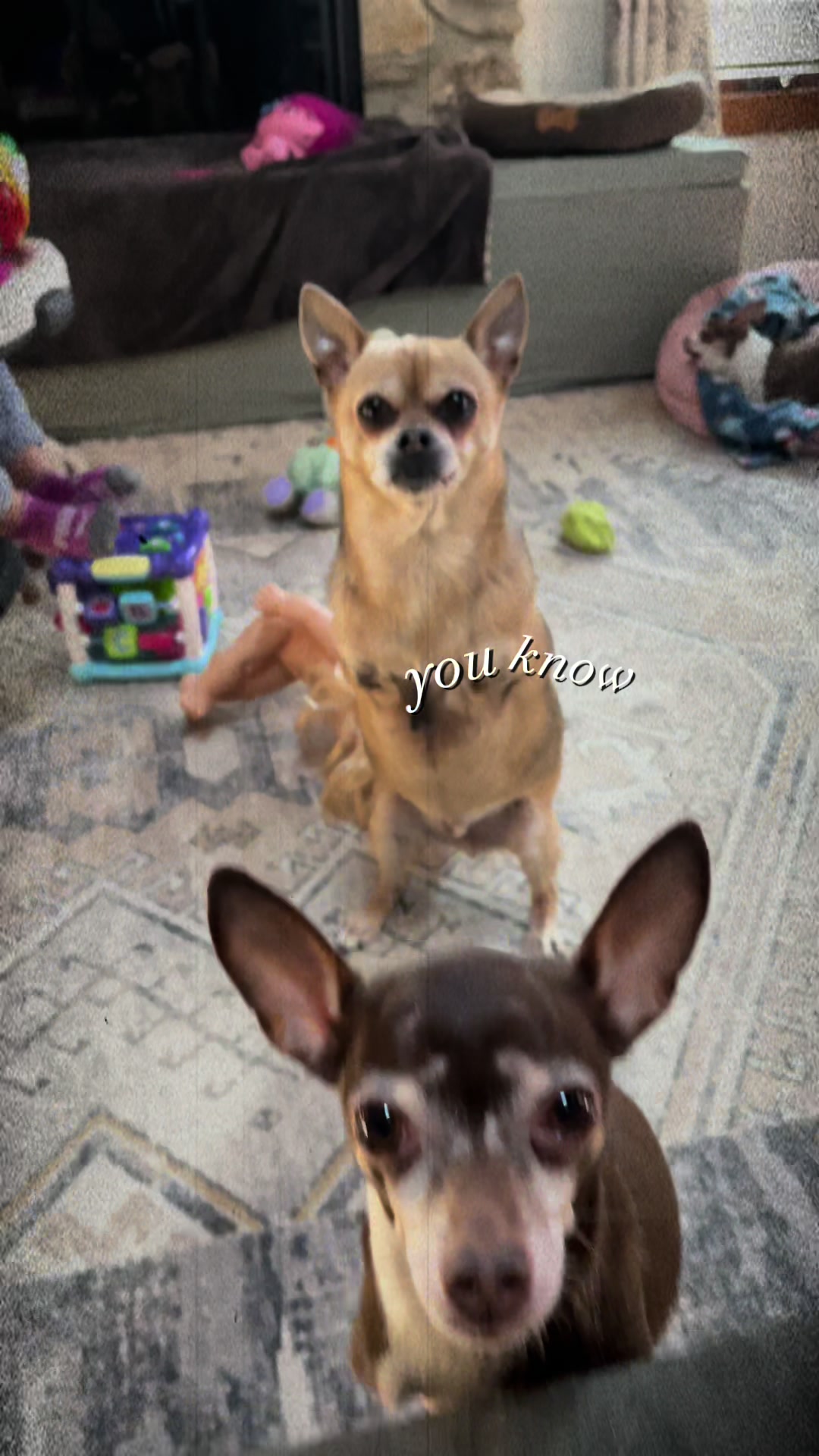 @TurboRoo the 2Legged Chihuahua
